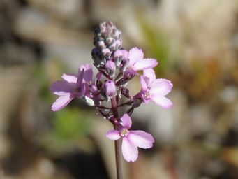 341_stylidium_tenue_img_6898c.jpg