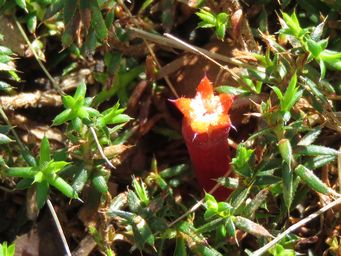 Esperance Wildflowers: Stypandra glauca - Blind Grass