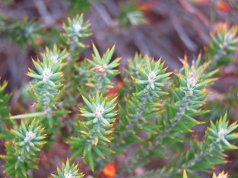 341_styphelia_erectifolia_foliage_img_6241a.jpg