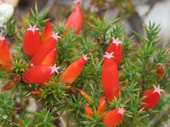 341_styphelia_erectifolia_img_6222c.jpg