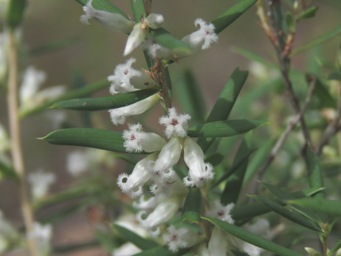 341_styphelia_propinqua_img_6153a.jpg