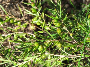 341_styphelia_propinqua_pods_img_7505.jpg