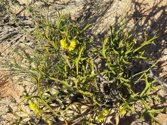 341_synaphea_spinulosa_subsp_major_maybe_grev_hill_img_4628.jpg