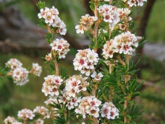 341_taxandria_juniperina_img_6411c.jpg