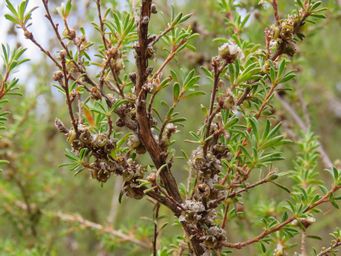 341_taxandria_seedpods_forming_img_1560c.jpg