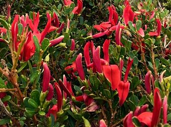 341_templetonia_retusa_img_0511c.jpg
