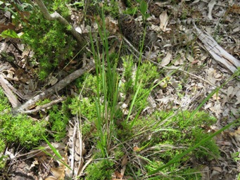 341_tetrarrhena_laevis_forest_ricegrass_img_3558.jpg