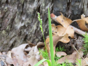 341_tetrarrhena_laevis_forest_ricegrass_img_3560c.jpg