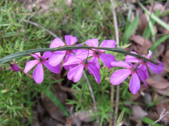 341_tetratheca_affinis_sc.jpg