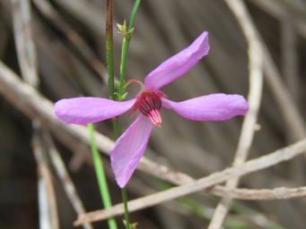 341_tetratheca_fine_stem_4_img_3941.jpg