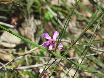 341_tetratheca_fine_stem_5_img_4297c.jpg