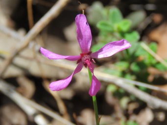 341_tetratheca_fine_stem_5_img_4309c.jpg