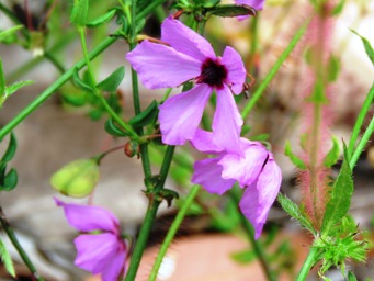 341_tetratheca_img_4937c.jpg