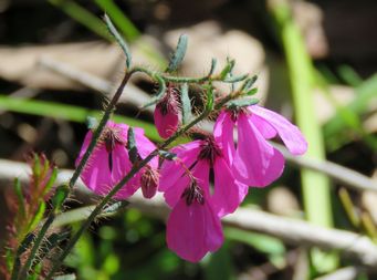 341_tetratheca_setigera_img_0366c.jpg