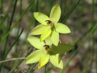 341_thelymitra_antennifera_img_0815c.jpg