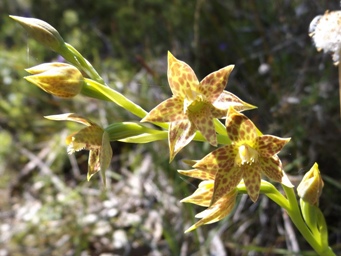 341_thelymitra_benthamiana_dscf9415cs.jpg