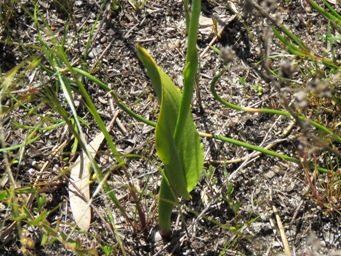 341_thelymitra_benthamiana_leaf_img_2888c.jpg