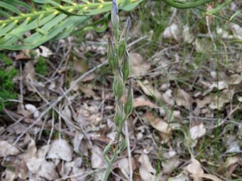 341_thelymitra_crinita_seed_pods_img_3113a.jpg