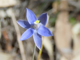 341_thelymitra_graminea_img_6880c.jpg