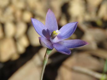 341_thelymitra_graminea_img_6962c.jpg