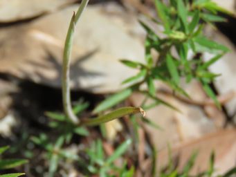 341_thelymitra_graminea_leaf_img_6881c.jpg