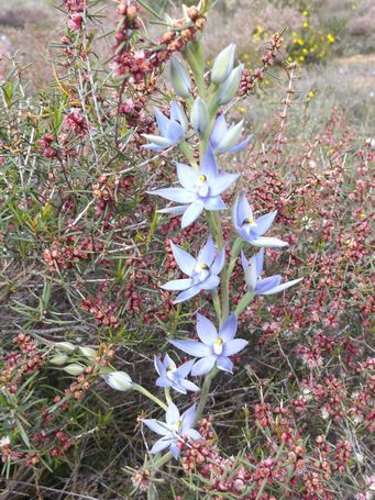 341_thelymitra_macrophylla_dscf8466c.jpg