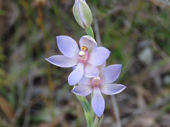 341_thelymitra_macrophylla_img_3486.jpg