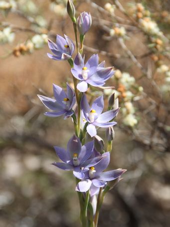 341_thelymitra_macrophylla_img_3932c.jpg