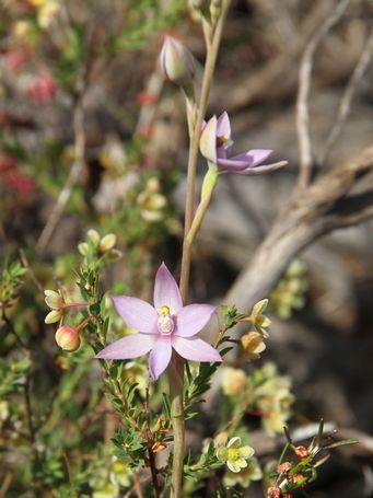 341_thelymitra_macrophylla_img_3936c.jpg