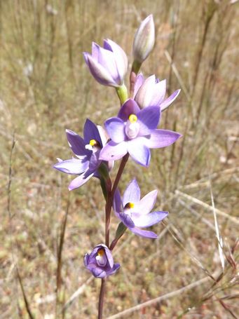 341_thelymitra_marcrophylla_dscf8614c.jpg