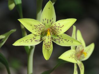 341_thelymitra_villosa_img_3247.jpg