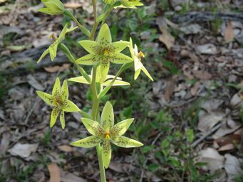341_thelymitra_villosa_img_3251.jpg