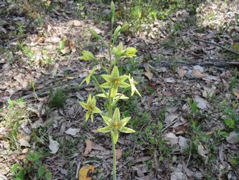 341_thelymitra_villosa_img_3252.jpg