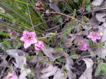 341_thomasia_grandiflora_s.jpg