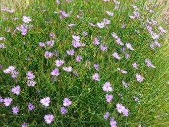 341_thysanotus_dichotomus_img_3987.jpg