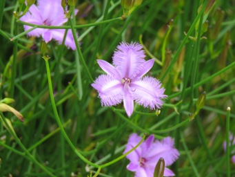 341_thysanotus_dichotomus_img_3988.jpg