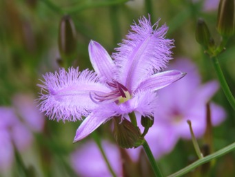 341_thysanotus_dichotomus_img_3998c.jpg