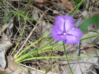 341_thysanotus_img_0116c.jpg