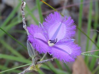 341_thysanotus_img_0118.jpg