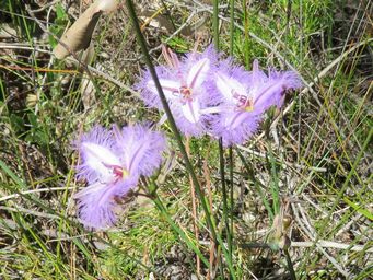 341_thysanotus_img_0231c.jpg