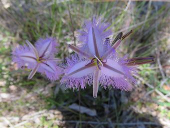341_thysanotus_img_0233c.jpg