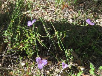 341_thysanotus_img_0381cc.jpg