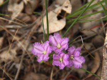 341_thysanotus_img_3893.jpg