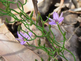 341_thysanotus_manglesianus_img_0351c.jpg