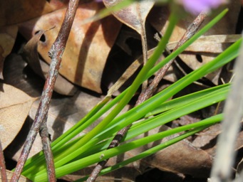 341_thysanotus_multiflorus_foliage_img_3857.jpg