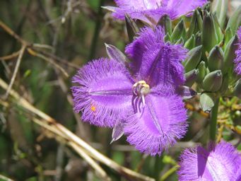 341_thysanotus_multiflorus_img_3390.jpg