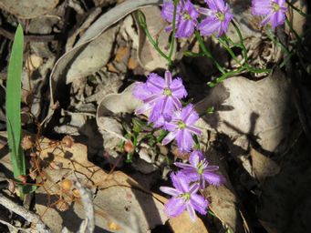 341_thysanotus_patersonii_img_0639.jpg