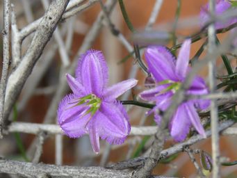 341_thysanotus_patersonii_img_1333c.jpg