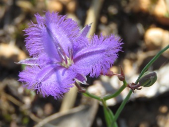 341_thysanotus_tenellus_img_1560c.jpg