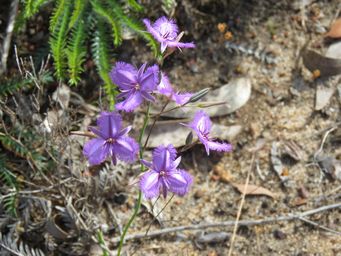 341_thysanotus_tenellus_img_3420.jpg